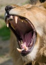 Lion jaws Royalty Free Stock Photo