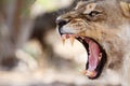 Lion Jaws - Okavango Delta - Moremi N.P. Royalty Free Stock Photo