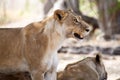 Lion Jaws - Okavango Delta - Moremi N.P. Royalty Free Stock Photo