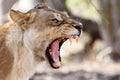 Lion Jaws - Okavango Delta - Moremi N.P. Royalty Free Stock Photo