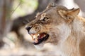 Lion Jaws - Okavango Delta - Moremi N.P. Royalty Free Stock Photo