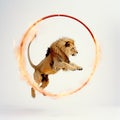 Lion jumps through burning hoop, on white background, lion in circus, animal training,