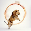 Lion jumps through burning hoop, on white background, lion in circus, animal training,