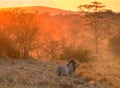 Lion in Kenya National Park, Taita Hils, Africa Royalty Free Stock Photo