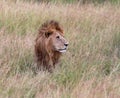 Lion in kenya stalking through the grass Royalty Free Stock Photo