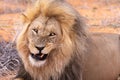 Lion in Kgalagadi National Park Royalty Free Stock Photo