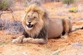 Lion in Kgalagadi National Park Royalty Free Stock Photo
