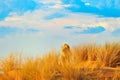 Lion in Kgalagadi snad, with grass and blue sky. Cat in dry nature habitat, hot sunny day in desert. Wildlife scene from nature.