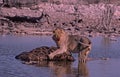 Lion kill,Etosha Park,waterhole,Namibia Royalty Free Stock Photo