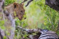 Lion at kill in South Africa Royalty Free Stock Photo