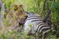 Lion at Kill in South Africa Royalty Free Stock Photo