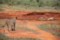 Lion kills water buffalo in Kenya, Africa. A lion's breakfast. Great pictures from a safari in Tsavo National Park Royalty Free Stock Photo