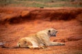 Lion kills water buffalo in Kenya, Africa. A lion's breakfast. Great pictures from a safari in Tsavo National Park Royalty Free Stock Photo