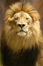 Male Lion Portrait of a very handsome dominant male. Royalty Free Stock Photo