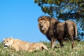 The Lion King Royalty Free Stock Photo