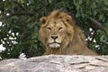 Lion King atop a rock Kopi on the Serengeti