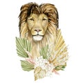 Lion king - big cats. Watercolor animal africa wildlife and dry botanical floral on isoleted white background. Hand drawn exotic d
