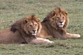Lion King Coalition on the Serengeti Royalty Free Stock Photo