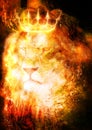 Lion king in cosmic space. Lion on cosmic background. Royalty Free Stock Photo