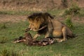 Lion king eating a wildebeest kill at Masai Mara, Kenya