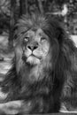 Lion, the king