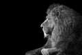 Lion king isolated on black , Portrait Wildlife animal