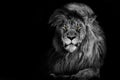 Lion king isolated on black , Portrait Wildlife animal Royalty Free Stock Photo