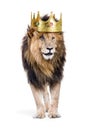 Lion With King of Jungle Crown Royalty Free Stock Photo
