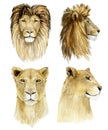 Lion King and lioness set. Watercolor animal big africa wildlife on isoleted white background. Hand drawn exotic big cat illustra Royalty Free Stock Photo