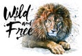 Lion watercolor painting predator animals King of animals wild & free Royalty Free Stock Photo