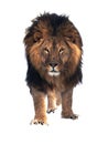 Lion king standing isolated at white cold Royalty Free Stock Photo