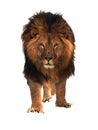 Lion king standing isolated at white warm Royalty Free Stock Photo