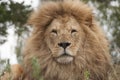 Lion - Kristiansand Zoo - Norway Royalty Free Stock Photo