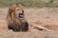 Lion Kruger National Park Royalty Free Stock Photo