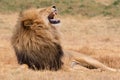 Lion Kruger National Park Royalty Free Stock Photo