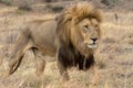 Lion Kruger National Park Royalty Free Stock Photo