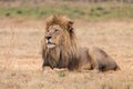 Lion Kruger National Park Royalty Free Stock Photo