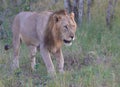 Kruger Lion Royalty Free Stock Photo
