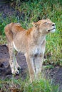Kruger Lion Royalty Free Stock Photo