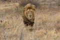 Lion Kruger National Park Royalty Free Stock Photo