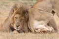 Lion Kruger National Park Royalty Free Stock Photo