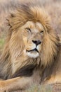 Lion Kruger National Park Royalty Free Stock Photo