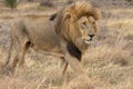 Lion Kruger National Park Royalty Free Stock Photo