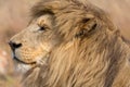 Lion Kruger National Park Royalty Free Stock Photo