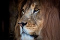 A lion at Lake Tobias in Halifax, PA