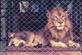 A lion in the large cage.