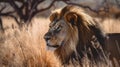 Portrait of a Lion in the Savanna