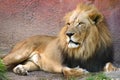 Lion laying down in grass Royalty Free Stock Photo