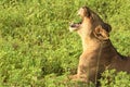 Lion laying in the field close up profile snarling Royalty Free Stock Photo