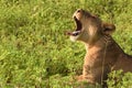 Lion laying in the field close up profile snarling Royalty Free Stock Photo